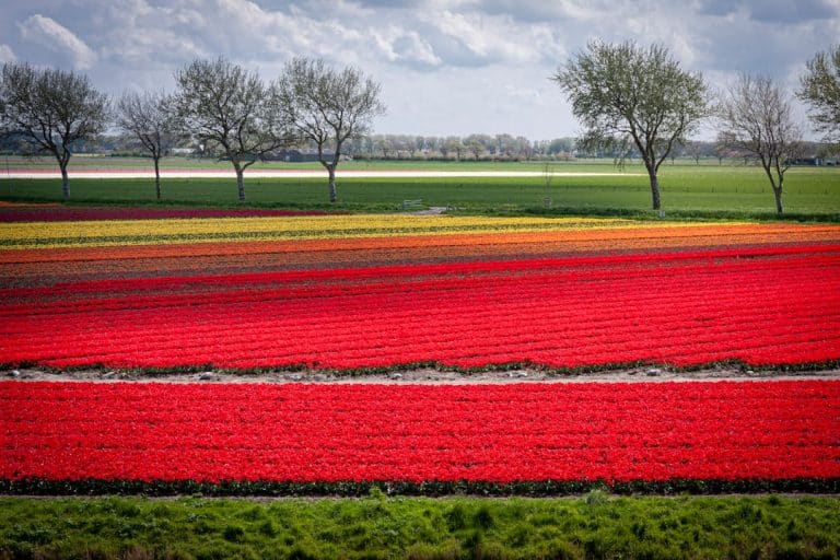 Photo Tulip field