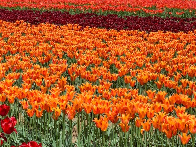 Photo Tulip field