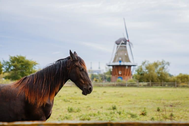 Photo Dutch windmill