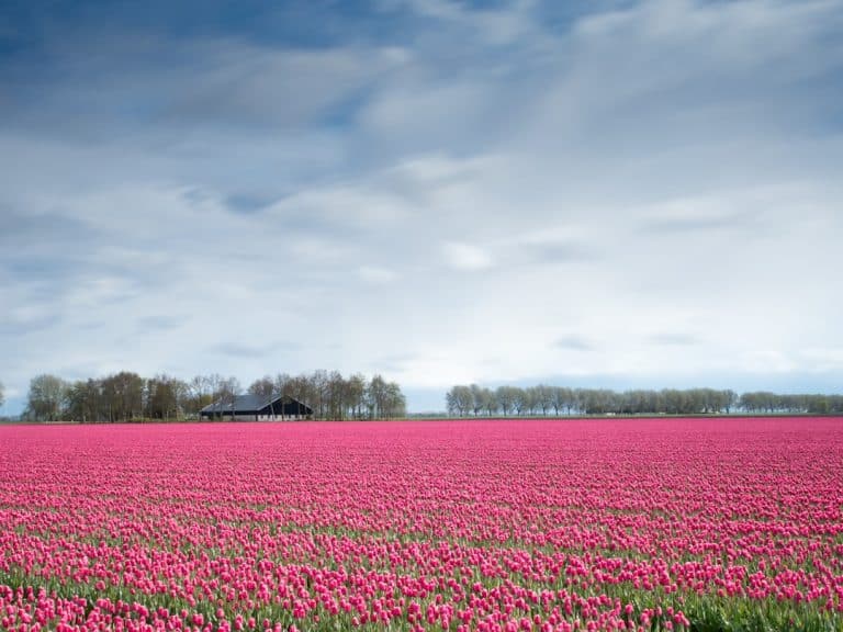 Photo Tulip fields