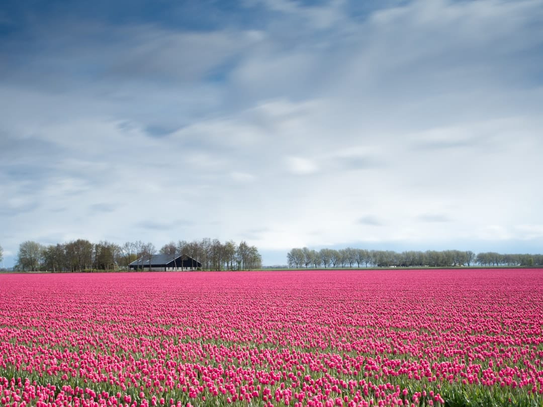 Photo Tulip fields