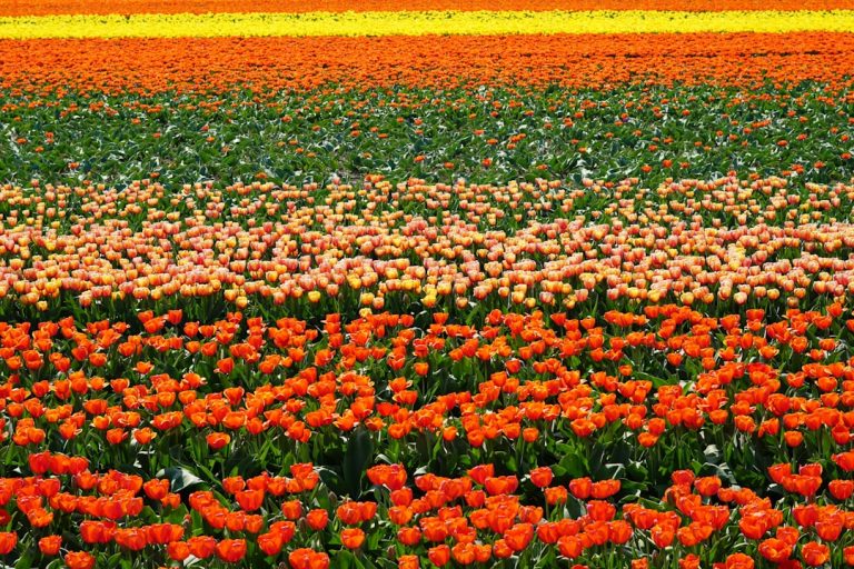 Photo Tulip field