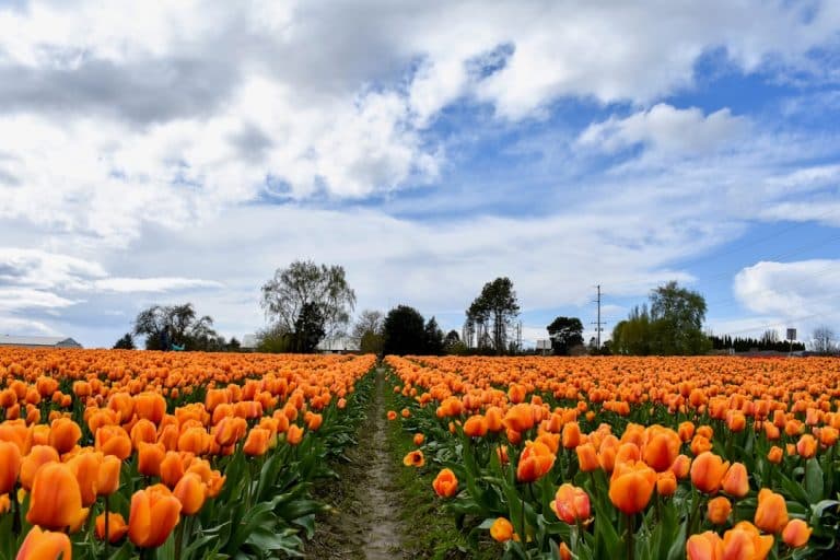 Photo Tulip fields