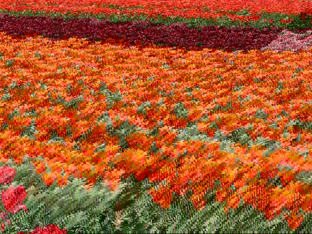 Photo Tulip field
