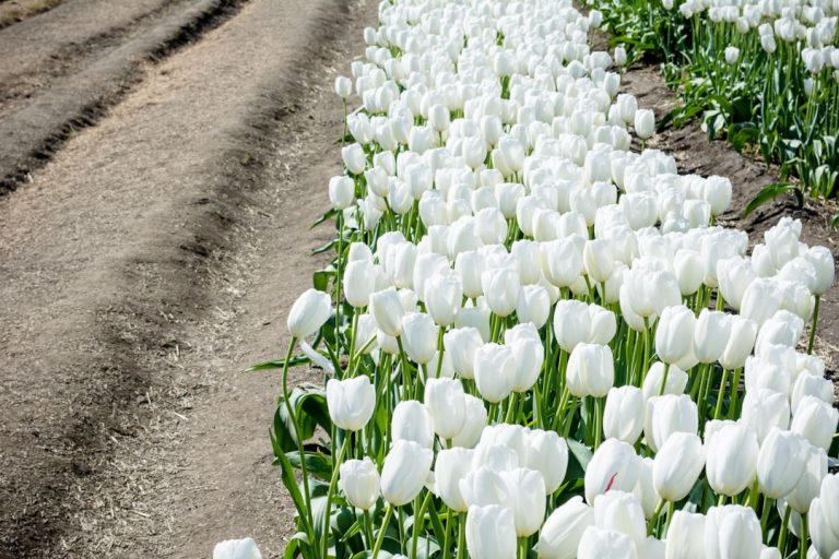Photo Tulip field
