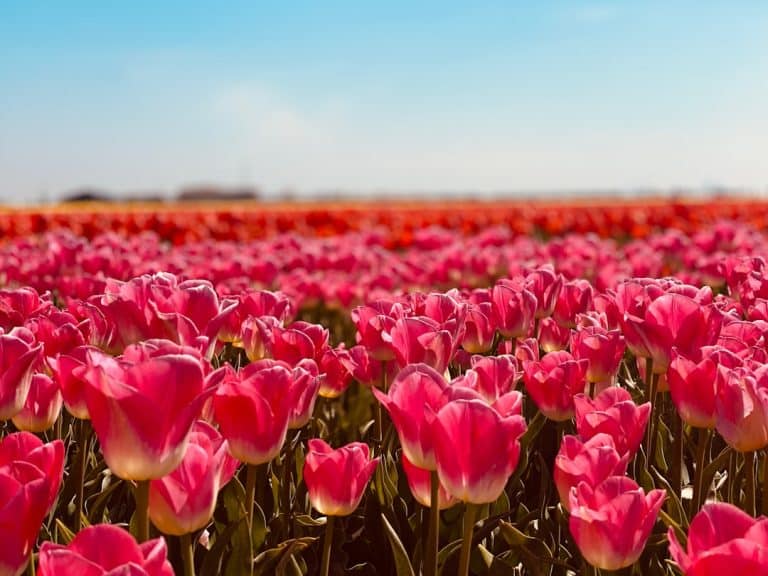 Photo Tulip field